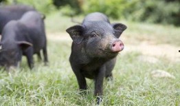 猪洋子小姐爆料了吗视频,揭秘背后真相